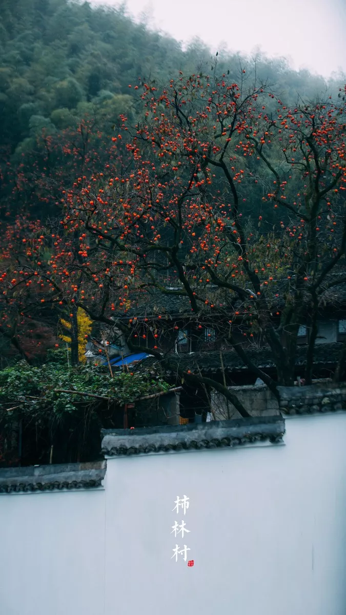 【汇生活】满山都是红柿子,这个600年的古村,终于火了