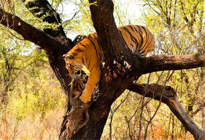 老虎成功捕猎到疣猪,竟效仿豹子上树进食,并且还挑战高难度!