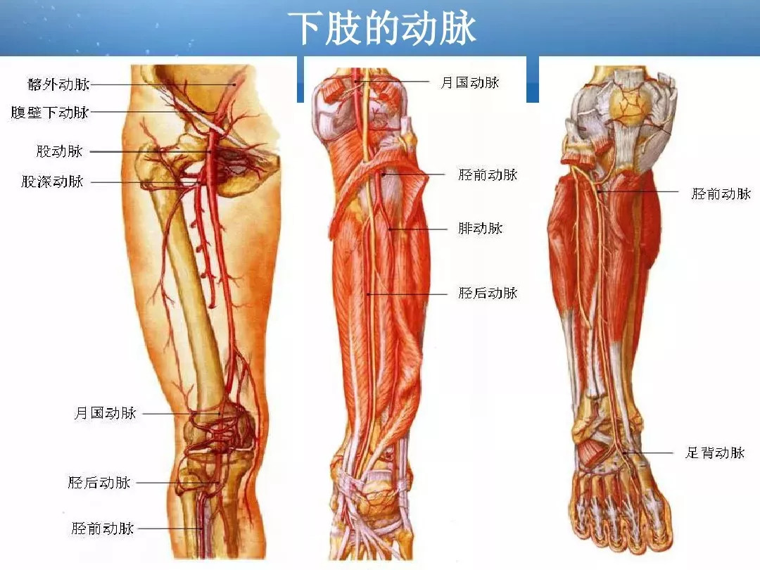 详细解剖超全的人体解剖基础知识汇总