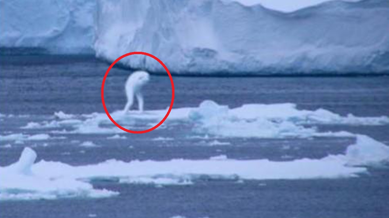 南极这种人形怪物ningen,到底是从哪里来的?听听各国科学家怎么说