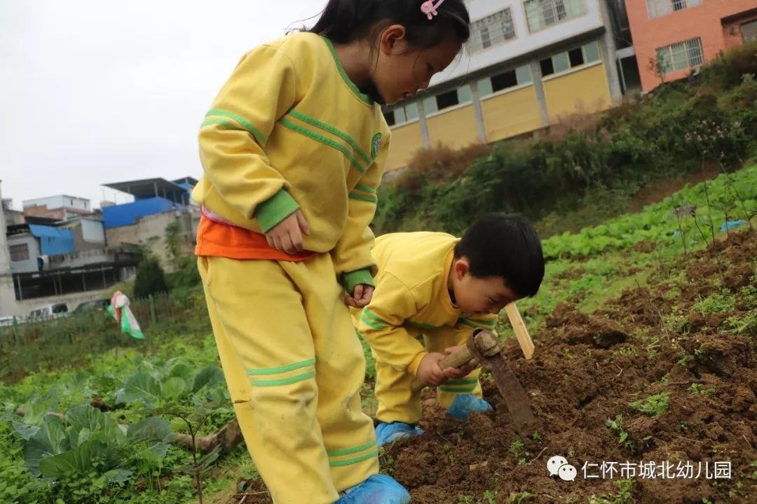 森林法则城北幼儿园森林班开展秋种农耕实践活动