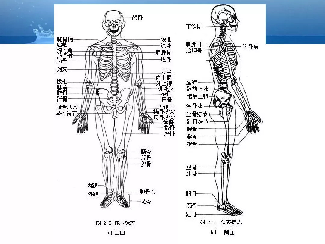 详细解剖 | 超全的人体解剖基础知识汇总_医学