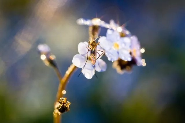 1,芒果蝇