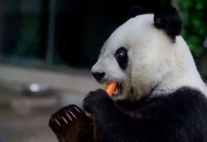 靠卖萌为生的食铁兽_大熊猫