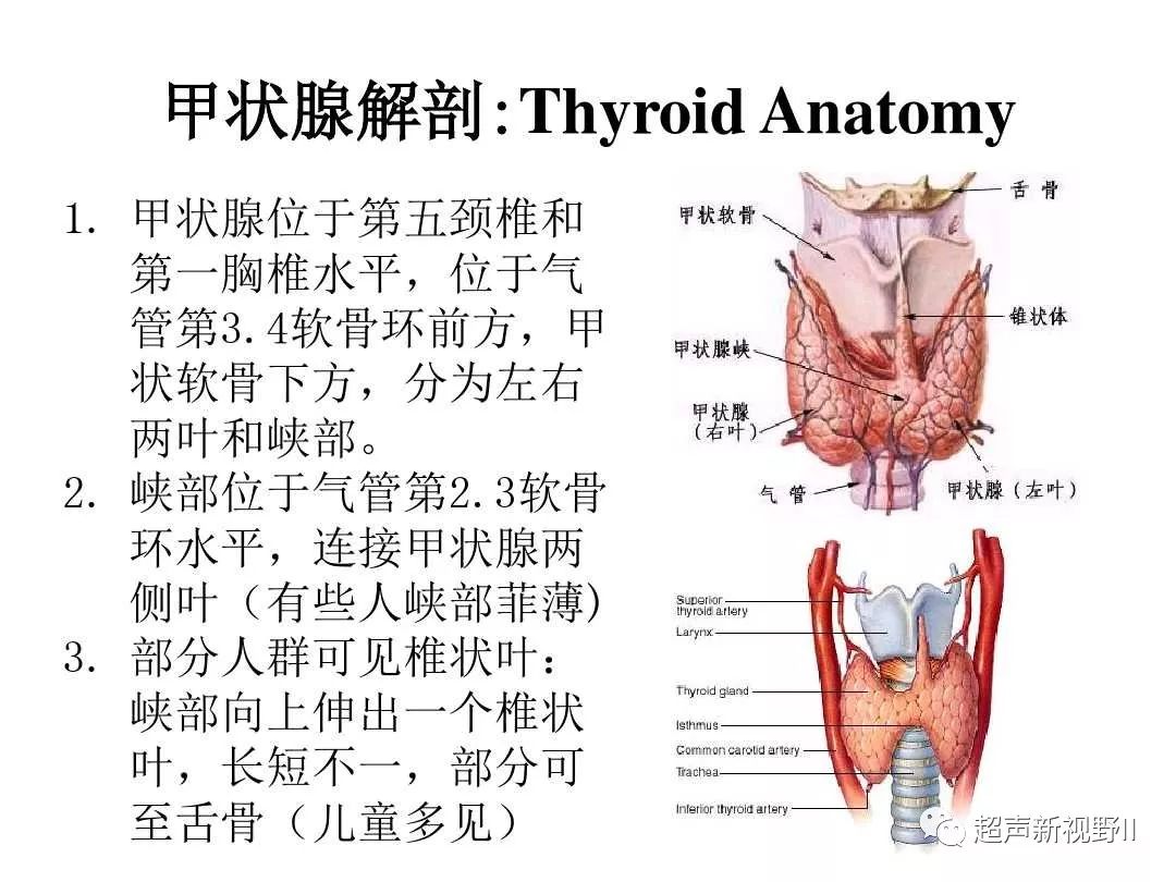 【超声微课堂】甲状腺结节的超声规范化诊断