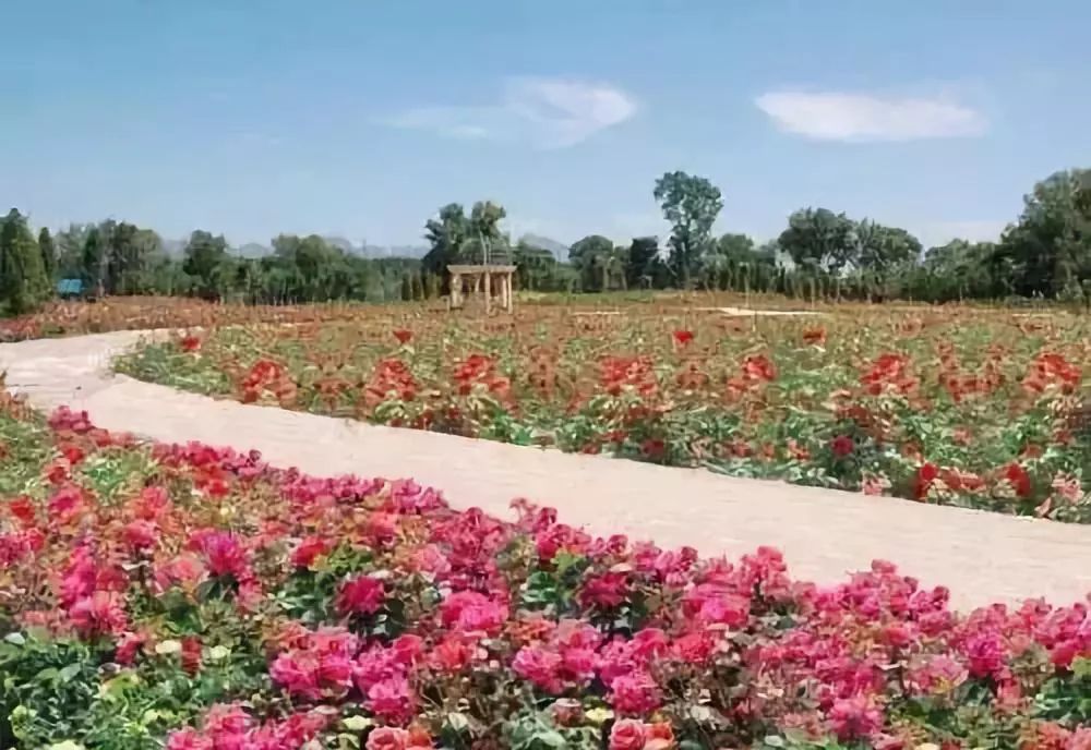 南阳百万月季花海,绘就美丽