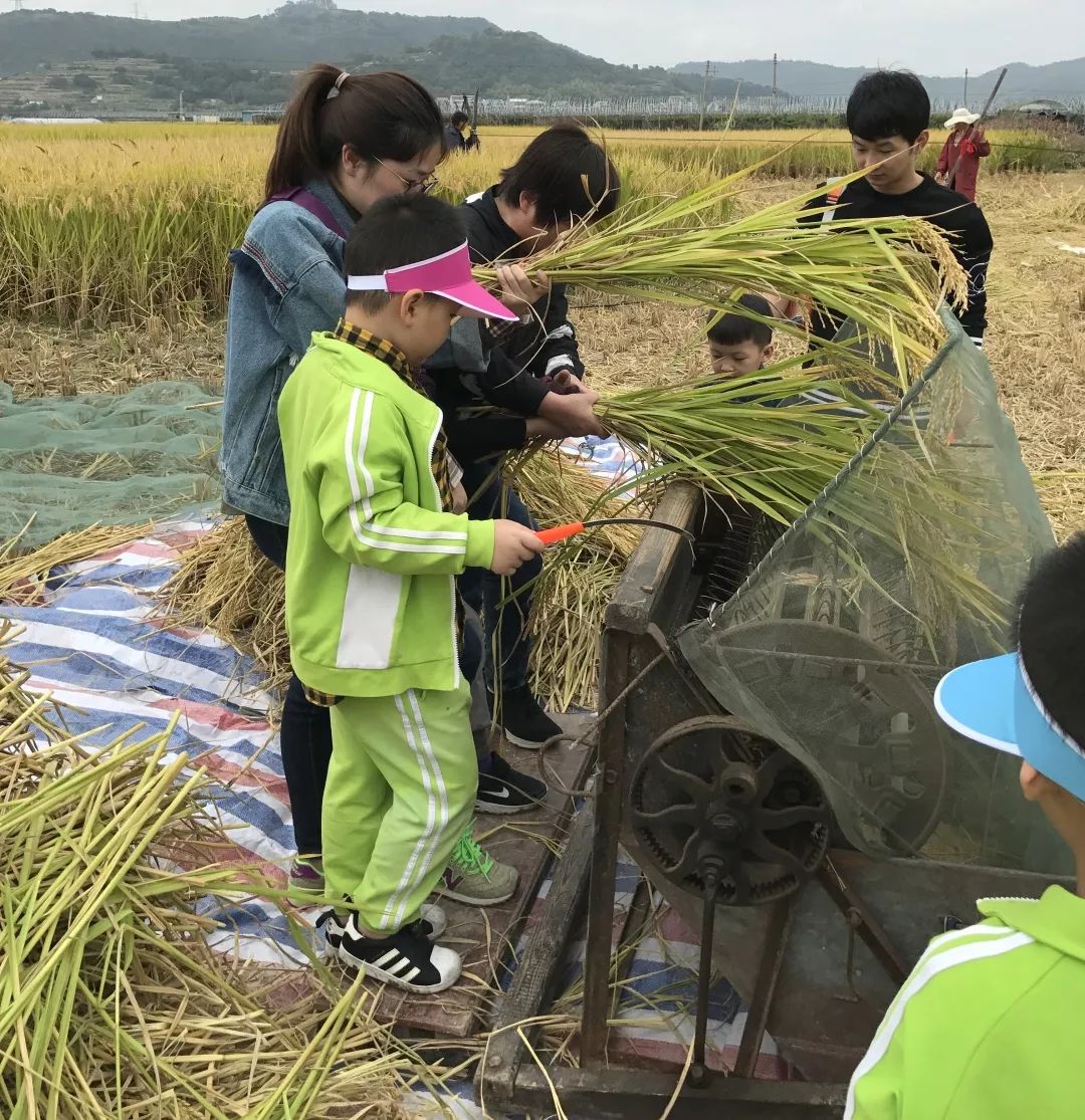 稻桶脱粒 这是最原始的稻谷脱粒方法.全部是由人工来完成,非常不易.