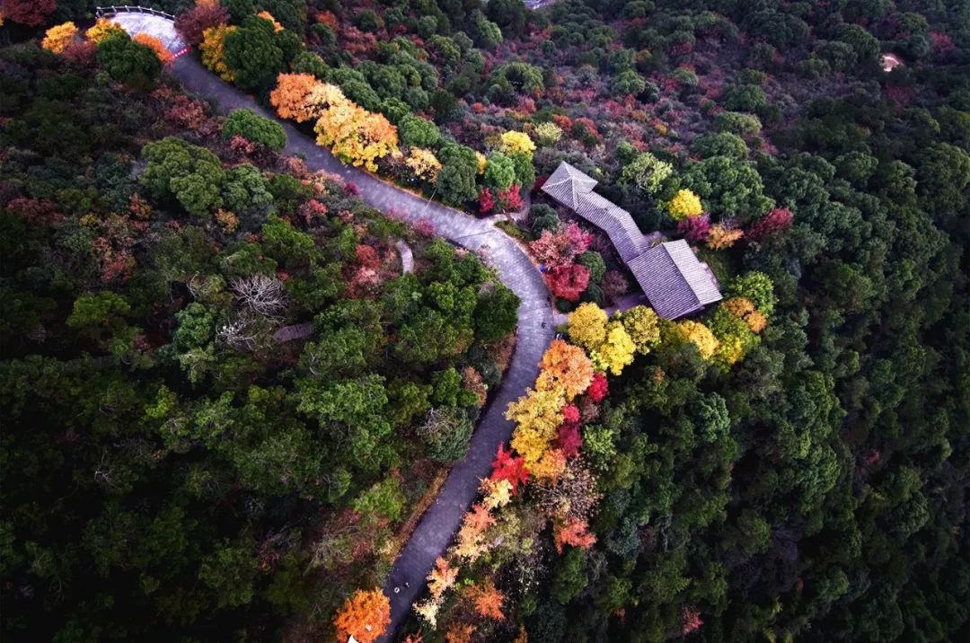 临平公园环山道秋色——阳宇尧