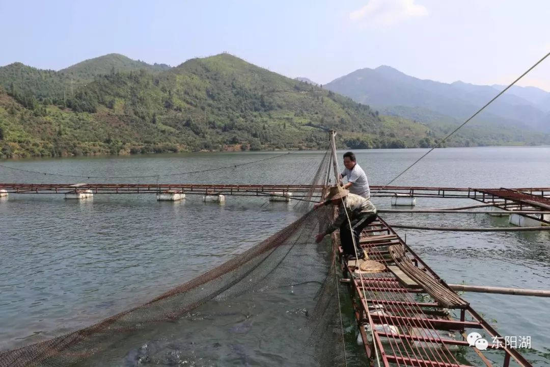 抓住秋天的尾巴去茶陵岩口水库,赏美景打捞中华倒刺鲃