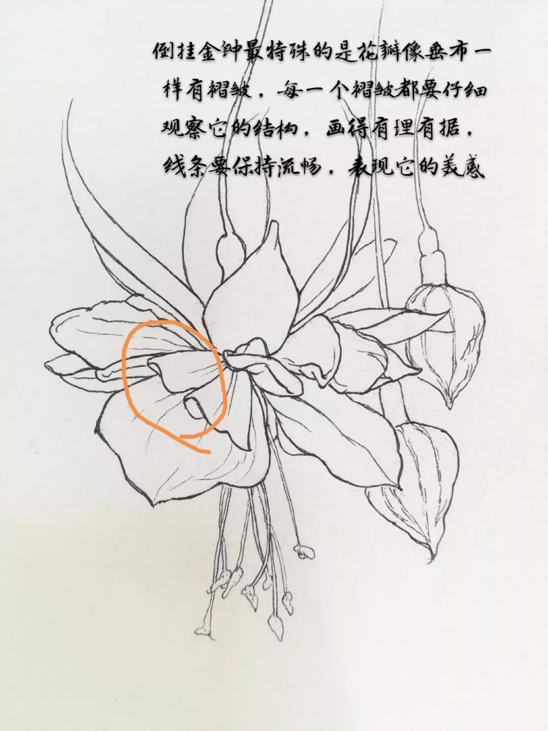 黑白灰的素描关系2.视频演示:倒挂金钟的画法1.