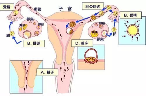 怀孕早期有哪些症状?