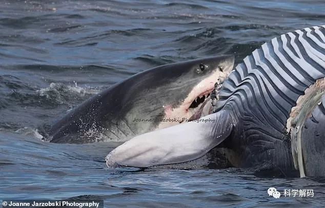 在科德角,一位生物学家日前拍照记录了一对大白鲨吞食一只长须鲸