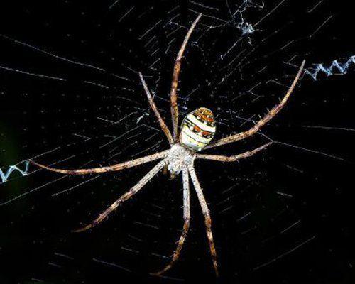 地球上10大最常见的室内蜘蛛,第五幽灵蛛,第一跳蛛,你见过吗?