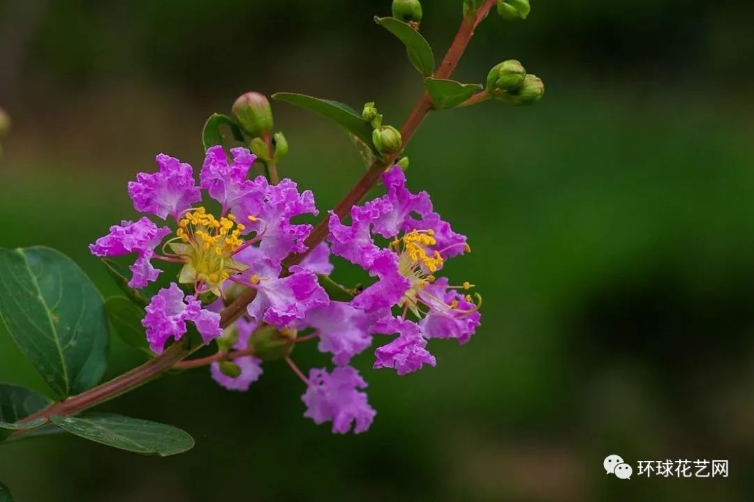 识花新技能,当鲜花遇上中国风,如诗如画