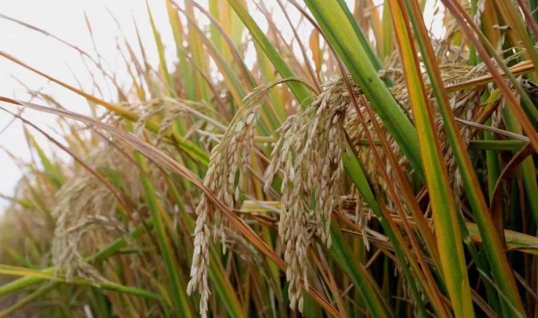 超级水稻在连云港东海县试种成功 亩产1000公斤