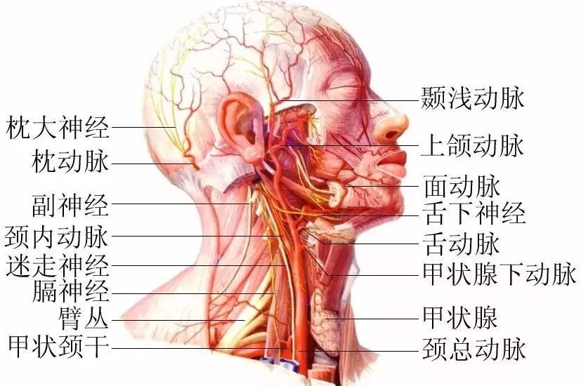 脖子才是身体最致命的部位!