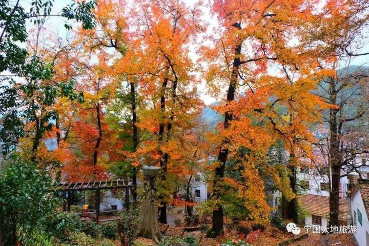 11月4日,【遍地金黄,金秋赏红】临安指南村赏红叶,银杏,太湖源景区