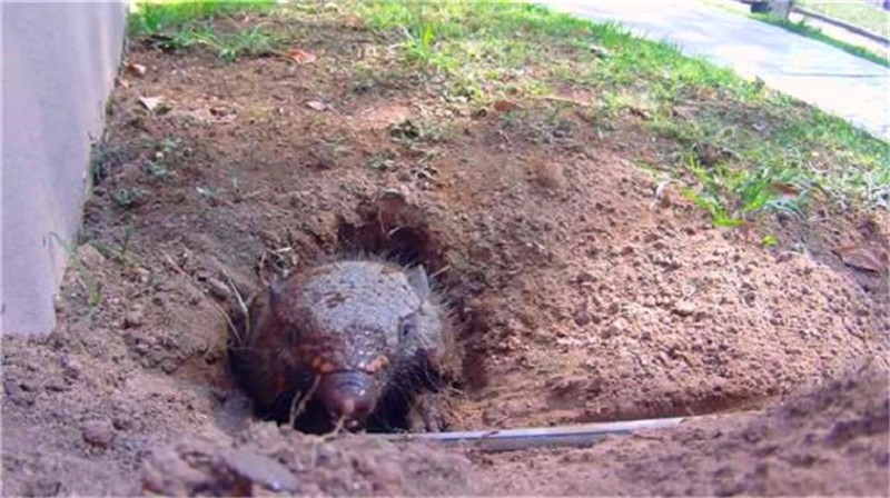 院子里发现巨型老鼠洞,往里面灌水后,跑出的家伙吓人一跳!