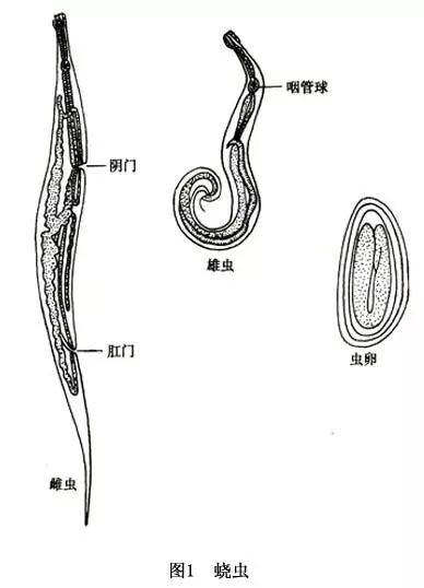 得 蛲虫 学名 蠕 形住肠线虫 也就是俗称的 屁股虫 成虫长度大约2cm