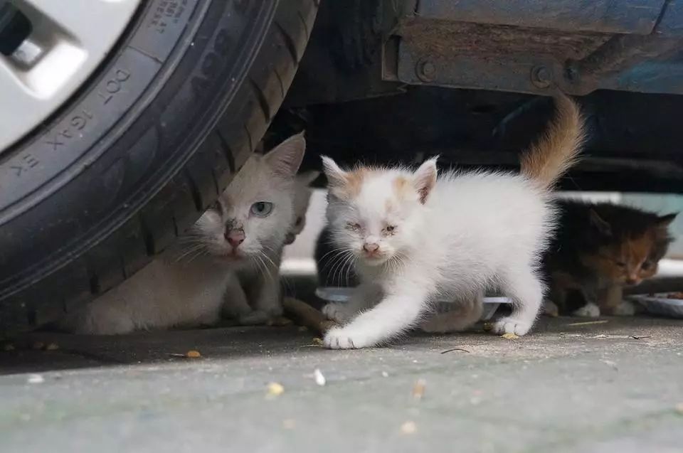 流浪猫:我劝你们善良!