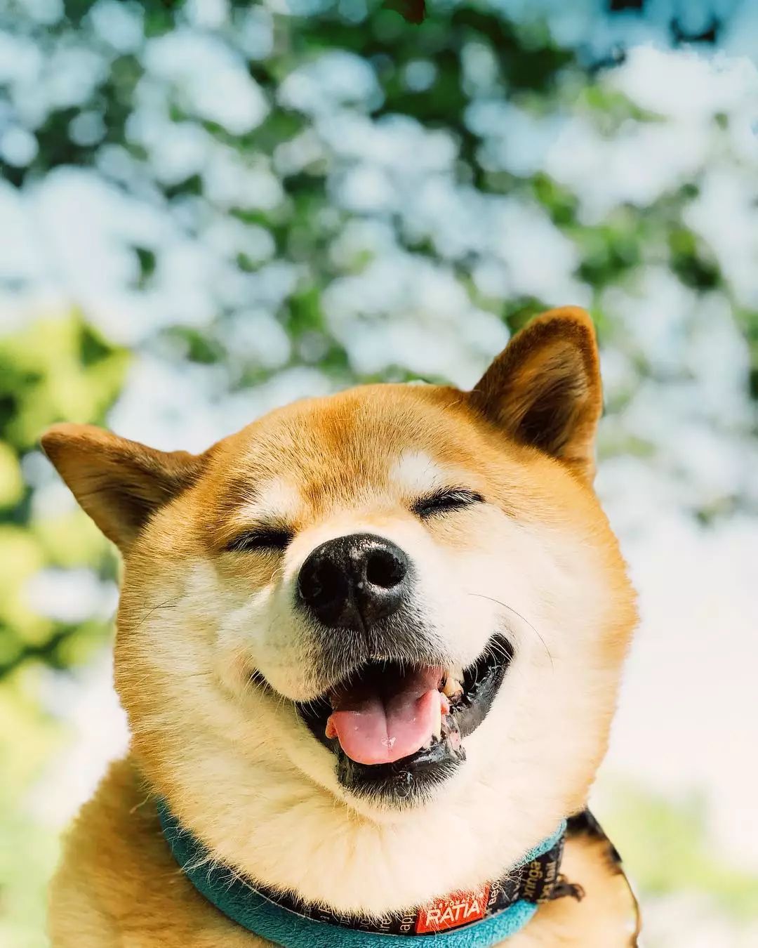 呆萌柴犬微笑照 99%的人看过都笑了！_凤凰网