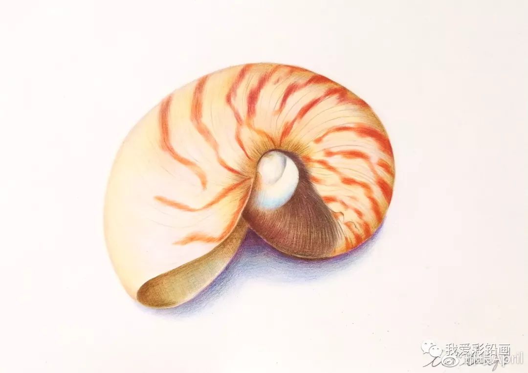 【教程】彩铅鹦鹉螺