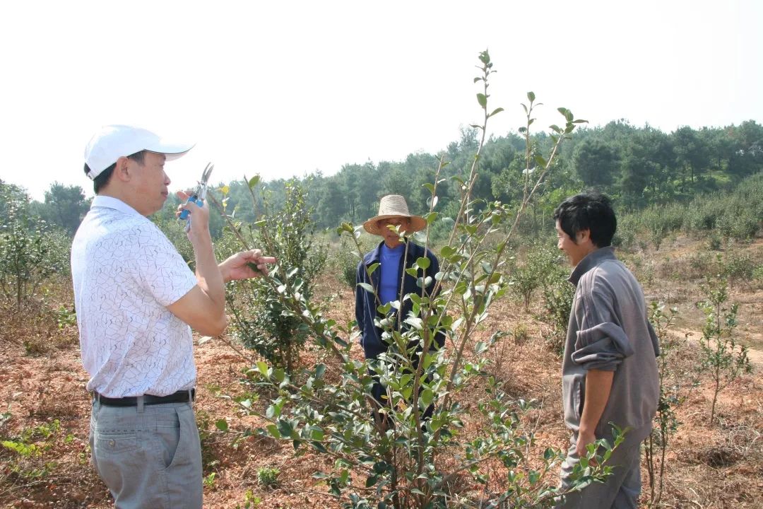 【特别关注】专家您好,我想种油茶!