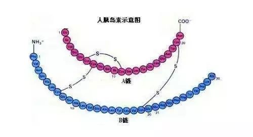 全科医生必读系列|胰岛素是如何在人体内发挥作用的?