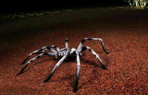 地球上10大最常见的室内蜘蛛,第五幽灵蛛,第一跳蛛,你见过吗?