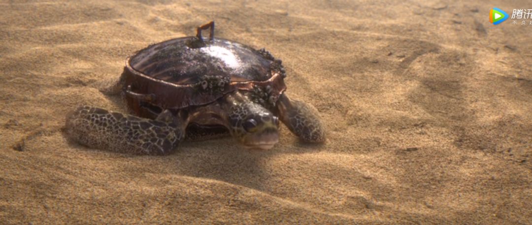 动画短片《杂种》当海洋生物都变成机械怪物