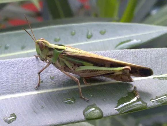 花胫绿纹蝗,学名aiolopus tamulus(fabricius,1798,斑翅蝗科绿纹蝗属