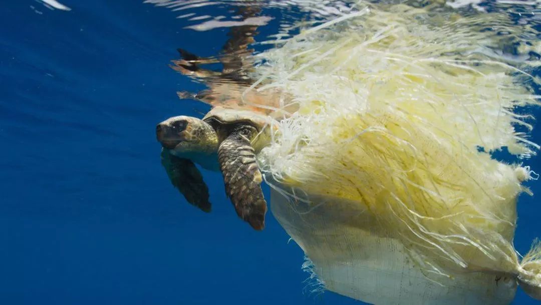 微塑料对海洋的污染,对动物的危害已经说得不少