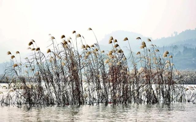 乘船驶入芦苇丛,湿地中白鹭成片起飞,这不就是"争渡争渡,惊起一滩鸥鹭