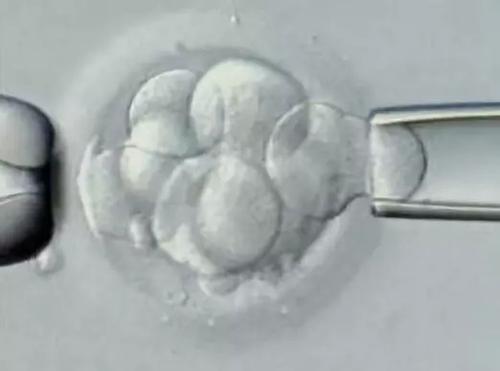 胚胎不好怎么办