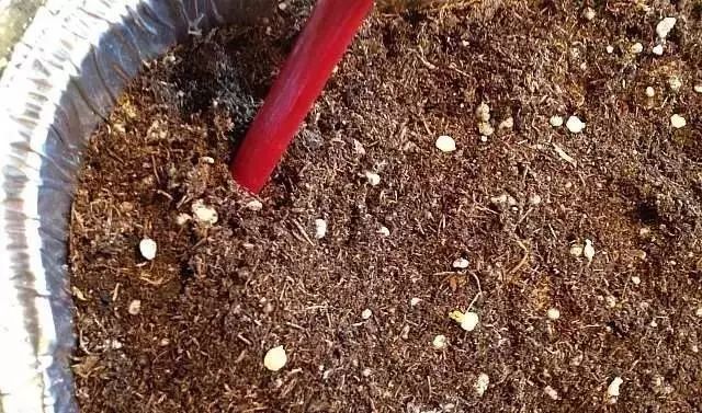 2,将辣椒籽洒在土壤上,并每天定期浇水,保持土壤湿润,5-10天就会发芽.