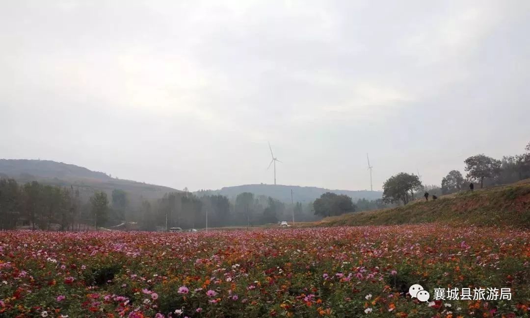 【乡村旅游】襄城的这片花海已经美成了这样,现在去正好!