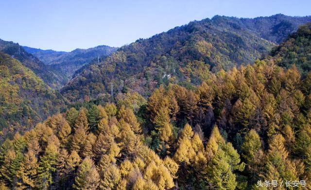 大美秦岭|深秋时节,秦岭深处五彩斑斓,秋色绚烂