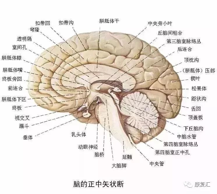 图解教程神经康复师必备超全神经系统解剖图3d彩图