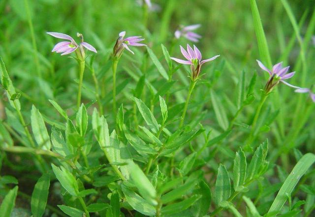 农村一种野草,蛇见到它就发抖,人称"蛇脷草",是治蛇咬伤良药