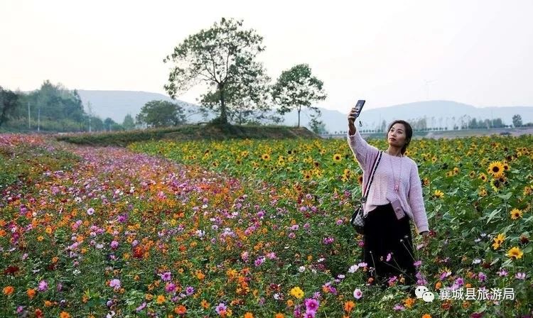 【乡村旅游】襄城的这片花海已经美成了这样,现在去正好!