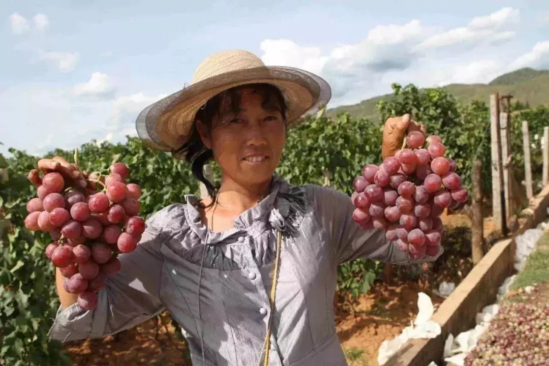 宾川县葡萄种植助力群众脱贫 张彤 摄