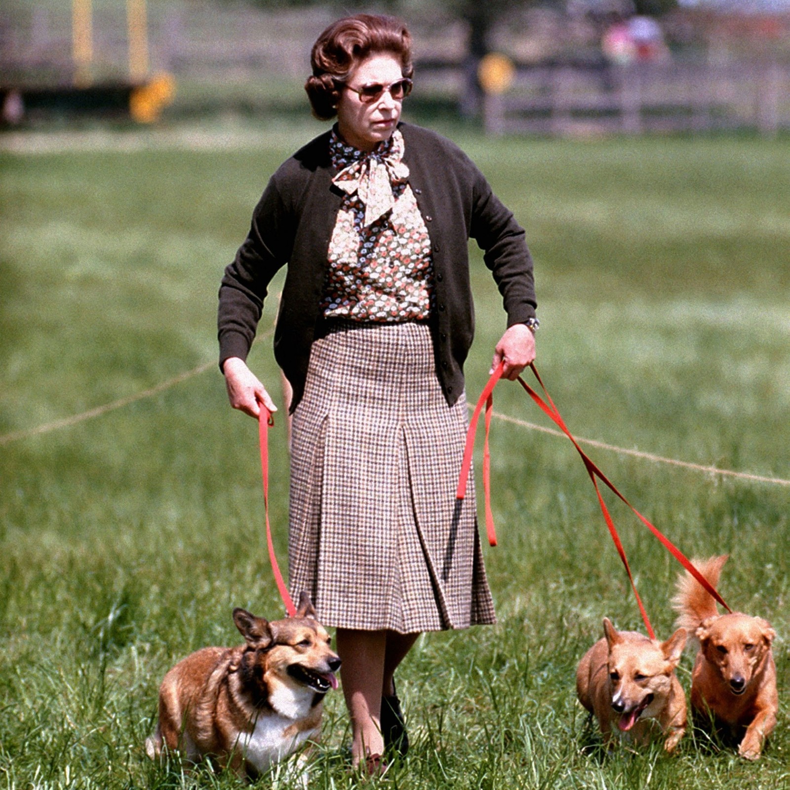 英女王伊丽莎白二世(queen elizabeth ii)是爱狗之人,更是着名的"柯基