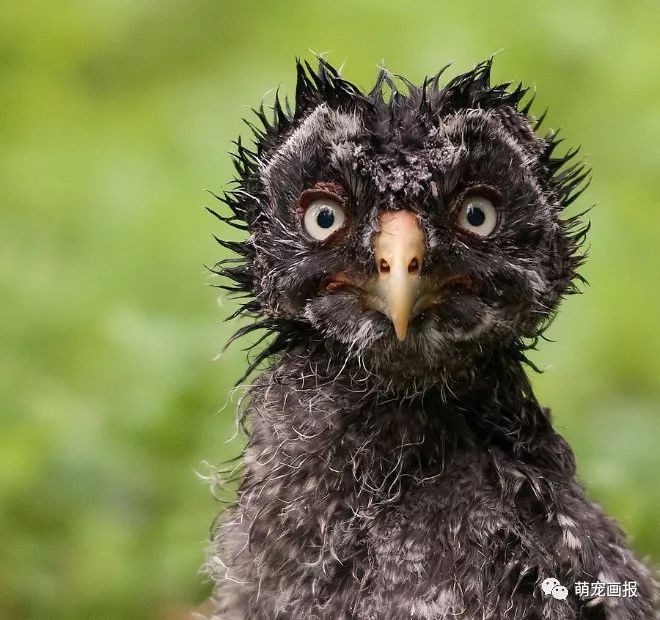 当猫头鹰变成落汤鸡:下你妹的雨哦!