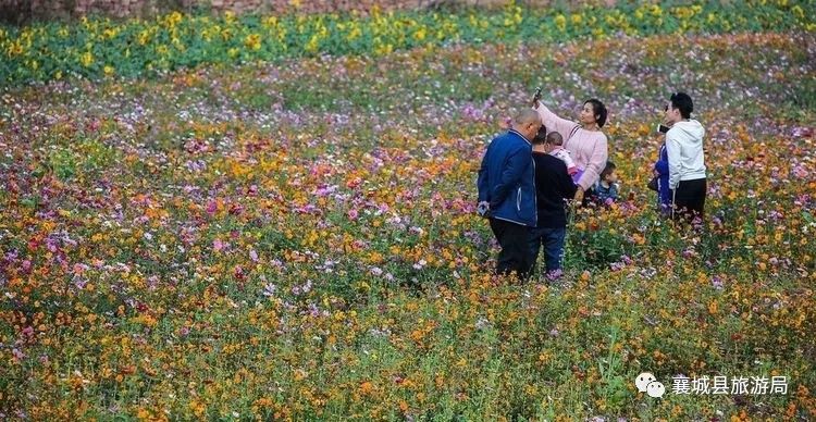 【乡村旅游】襄城的这片花海已经美成了这样,现在去正好!