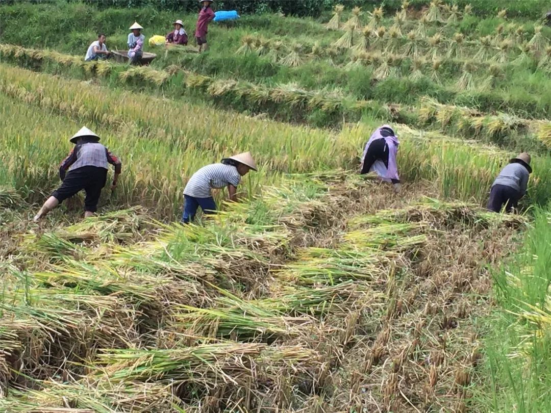 【深山寻味记】金秋十月深山稻熟,云县大朝山西镇的红糙米迎来收获