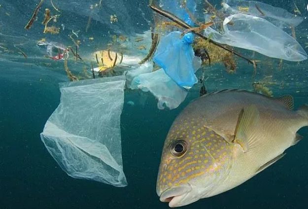 微塑料对人体的危害暂未明确  海洋里,多达114种水生物种的体内发现