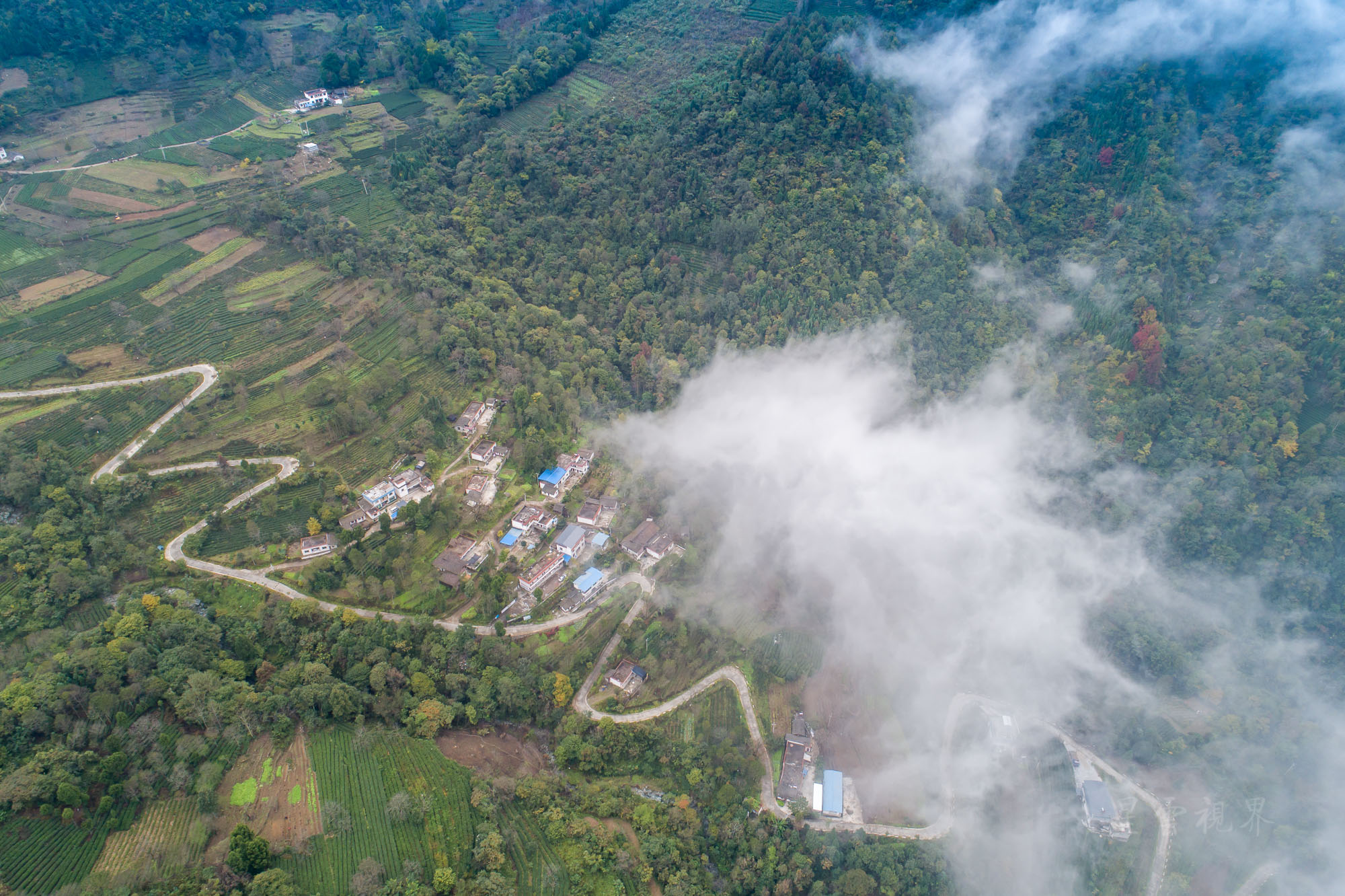 甘肃陇上江南 碧口马家山也是极品龙井产地