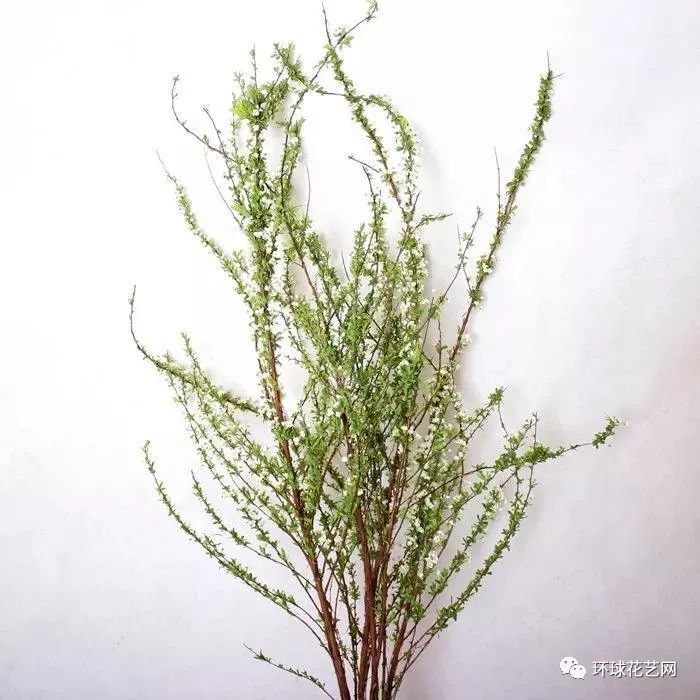 花艺师充电学习时间,最全配花名册_ 花语