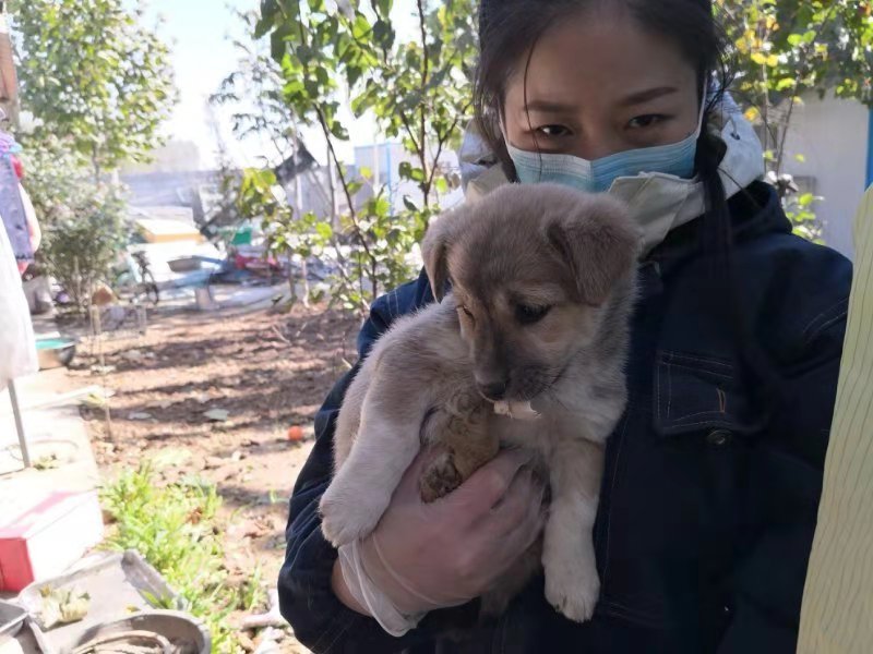 在距离郑州一个多小时车程的地方,有一个救治流浪猫狗的公益组织基地