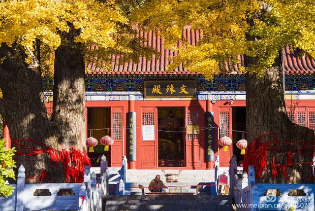 文殊寺五棵千年银杏树深秋这里是河南最美银杏拍摄地